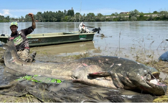 초대형 메기 인증 사진.   [인스타그램]